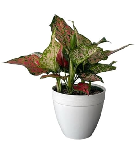 【Weed】Aglaonema pictum Amazon.com : Generic Aglaonema Pictum Tricolor Starter Plant